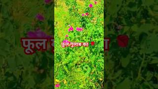 Phool Gulab Ka Lakhon Mein Hajaron Meinv#hindisong #tranding #viral #shortvideo