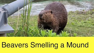 Beavers Sniffing a Scent Mound