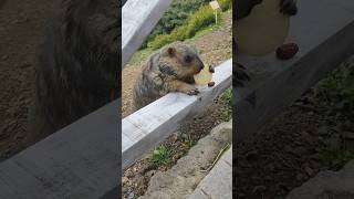 Chubby Himalayan Marmot Enjoying Delicious Cookies!#marmot #marmota #cuteanimals #cutemarmot #cute