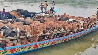 Cow Unloading  | Cow Videos | Big Cow | Cow video 2024 | Goru Hamba | Qurbani Eid collection 2024