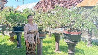 Beautiful Bonsai & Ikan Hias  😍