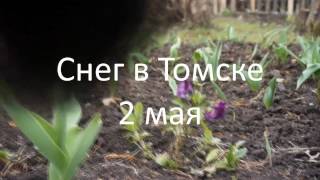 Снег 2 мая|Томск