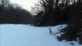 arret sur sanglier avec fanny setter anglais