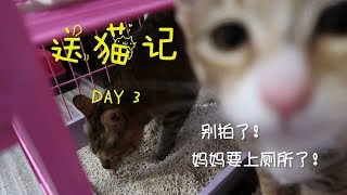 【Day3】开始给三花妹妹刊登领养信息咯~这一期科普一下我是怎么给猫找领养的。同时我家的扫地机器人真的是很骚气啊=。=