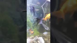 ANGEL FISH