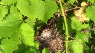 Michigan Chipping Sparrow Nest & Babies!