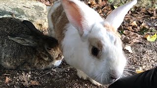 A white rabbit that came to be petted by a human