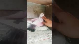 pigeons egg pigeons lover like this video 🕊️🕊️#shorts