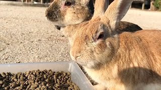 Bunny a little surprised