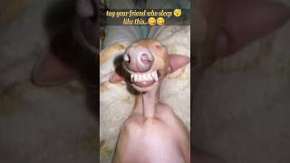 Dog's funny sleeping vibes 😂 | funny sleeping dog you cat stop laughing after this.. #shortsfeed