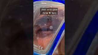 לאן נעלם האגם הנעלם ליד תמנע?