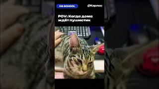 Когда дома ждёт пушистик #shorts #егэ #dsschool #школа