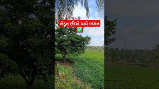 ખેડૂત છીએ અમે ભગત ✅ #ખેડુત #કિસાન #farmer #farming #viralvideo #shorts #youtubeshorts #village #gir