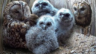 Tawny Owls Raising Own Chicks Find Room for More | Full Story | Bomber & Luna | Robert E Fuller