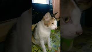 Kucing GEMOY                                     #Kucing Lucu