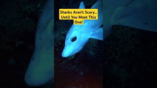 Deep Sea Mystery Solved? The Truth About Ghost Sharks #factshorts #shorts #animals