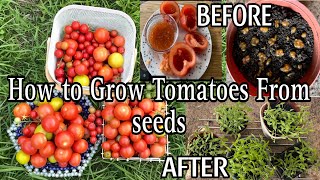 How To Grow Tomatoes At Home uk(seed to harvest)| Grow Tomatoes from Tomatoes (Easiest Method |