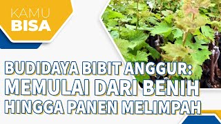 Budidaya Bibit Anggur: Memulai dari Benih hingga Panen Melimpah