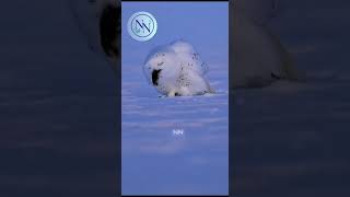 Arctic Elegance:🦉🦉 Snowy Owl Beauty #shorts #viral #shortsvideos #ytshorts #youtubeshorts #snowyowl