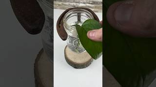 Rebar horseshoe mason jar holder to hang mason jar propagation station #shorts #shortvideo #diy