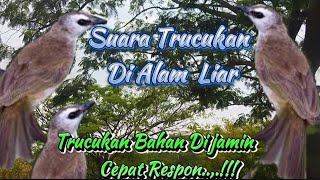 suara pikat burung trucukan di alam liar #trucukangacor