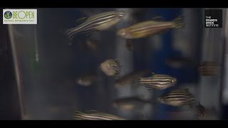 #BOARD24: Zebrafish & organ development research at the Francis Crick Institute