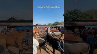 Wayahe Pahingan Bolo #Pasar Sapi & Pasar Kambing #shortvideo #kambing #sapijumbo2023