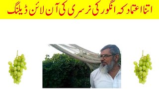 Angor Ki Nursry Ki Online Dealing | Grapes Farming In Punjab | Ramzan Siddiqui