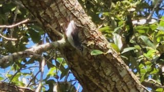 Attempting to film a hyperactive Gnatcatcher bird with my cell phone.