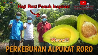 PERKEBUNAN ALPUKAT RORO | Atok Kulop SEKAPOT ancop