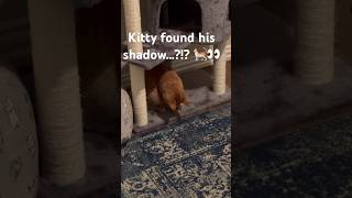 Kitty cat found his shadow…or did he?!? 🤣🐈👀