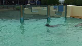 Natureland Seal Sanctuary in Skegness