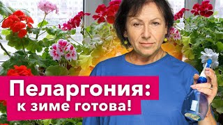 ОБЯЗАТЕЛЬНО СДЕЛАЙТЕ ЭТО С ПЕЛАРГОНИЕЙ ОСЕНЬЮ, чтобы она ушла в зиму здоровой и крепкой