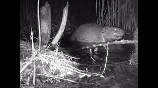 BEAVER A FINE SET OF TEETH BLAIRGOWIE WILDLIFE & NATURE