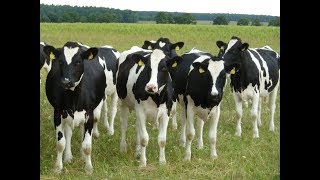 Holstein Friesians Dairy Farmers Breeding High Producing black and White Dairy Cow