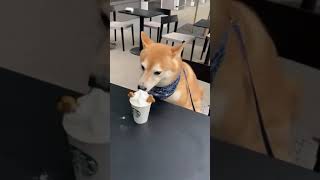 Regular Starbucks customer 😘😍#shorts #cute#shibainu