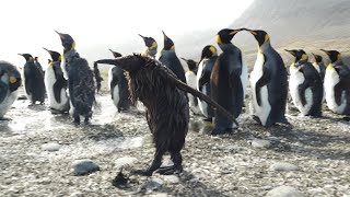 "Just one of those days" for this king penguin chick