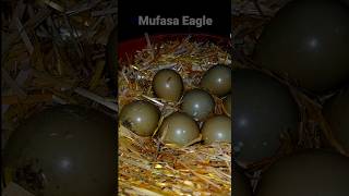 black francolin ke egg ! kale teetar ke ande ! mufasa eagle