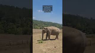 Gypsy Traveler in Living Green Elephant Sanctuary in Chiang Mai, Thailand