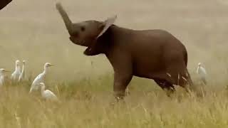 Baby elephants typically don't learn to control their trunks until they're about a year old