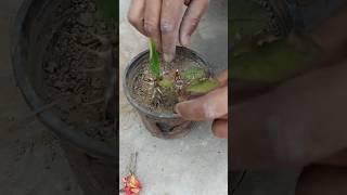 plant cuttings #shorts #ytshorts #youtubeshorts #trending #nature #viral #plants