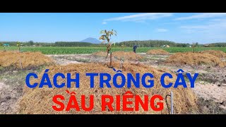 CÁCH TRỒNG CÂY SẦU RIÊNG MÙA NẮNG