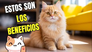 Beneficios de TENER un gato COMPROBADOS por la CIENCIA