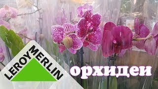 Леруа Мерлен. Шок цена. Цветы. Цветочный рай. ОРХИДЕИ .Flower heaven.