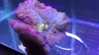 Purple gigantea carpet anemone