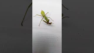 belalang sembah /belalang sentadu /praying mantis