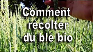 Comment récolter du blé et de l'épeautre sans polluer