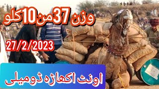 Camel weight lifting|Camel Stone lifting|Domali Pakistan|Jhelum Domali 27/2/2023|وزناالجمل