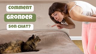 Comment gronder son chat efficacement ? 4 erreurs à ne pas faire