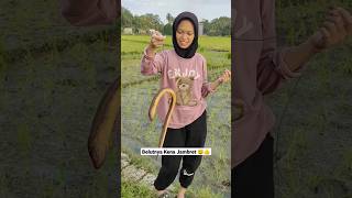 MANCING BELUT DI SAWAH EH MALAH BELUTNYA KENA JAMBRET 😄👍, #182 #MainanAyu #mancingbelut